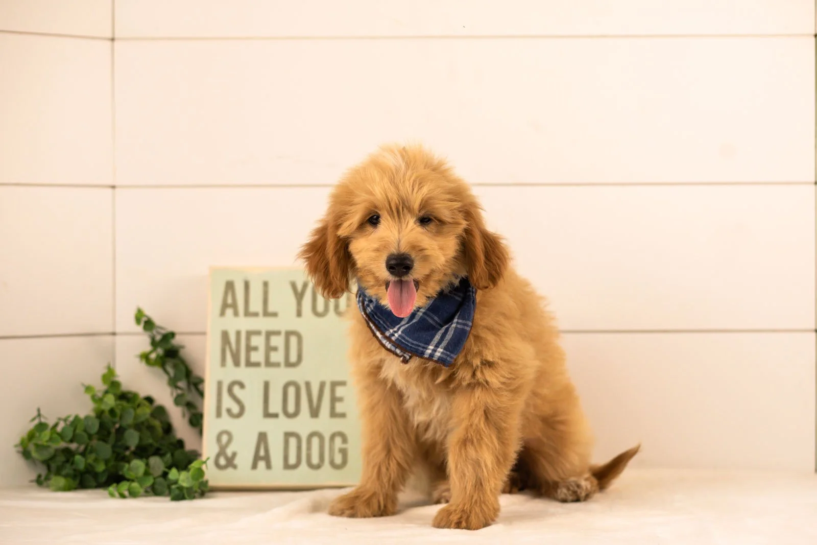 Ethan goldendoodle for sale.jpg