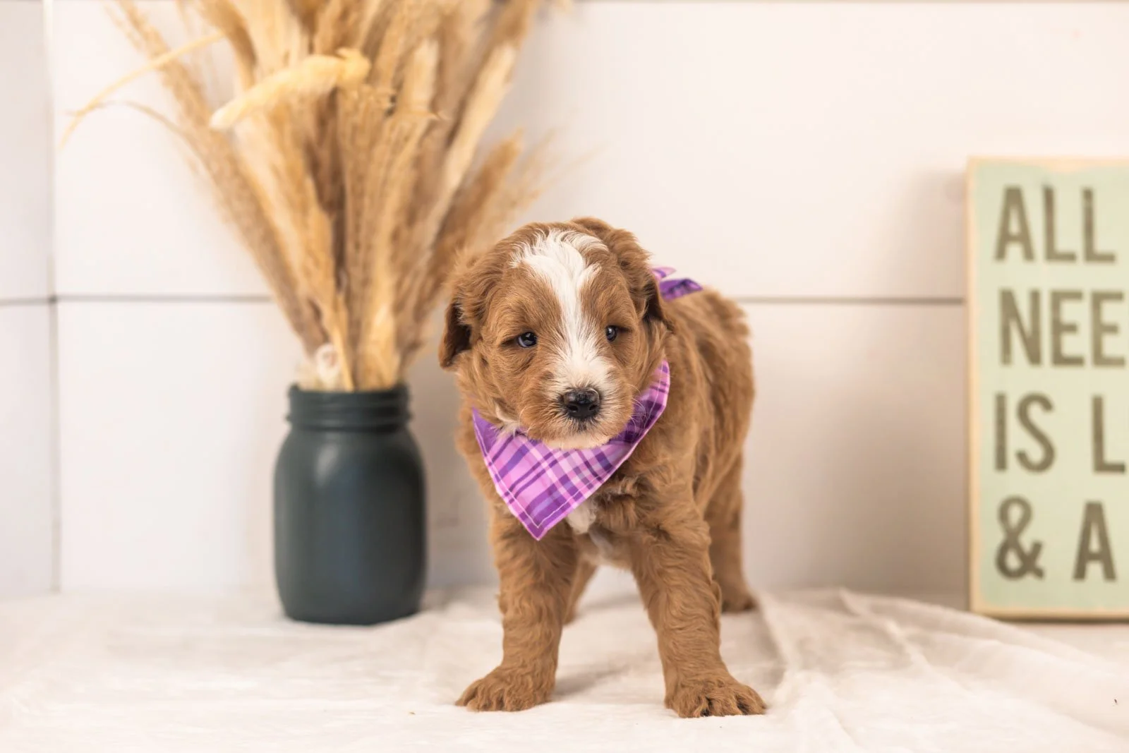 Miracle goldendoodle for sale.jpg