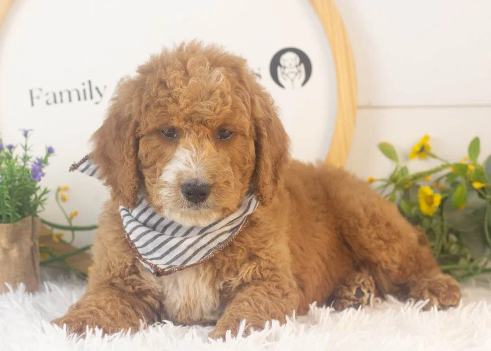 Larry goldendoodle for sale(2).jpg