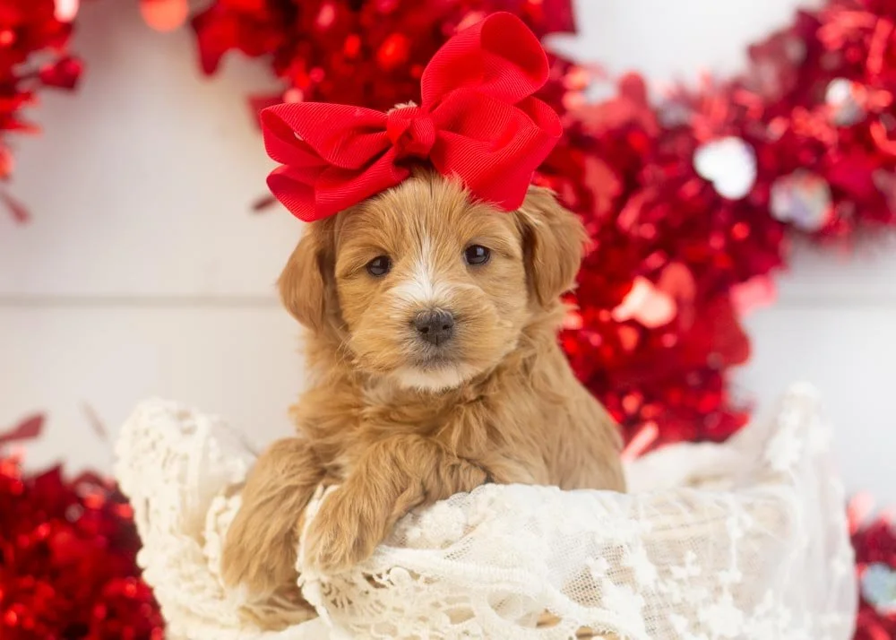 Sydney goldendoodle for sale.jpg