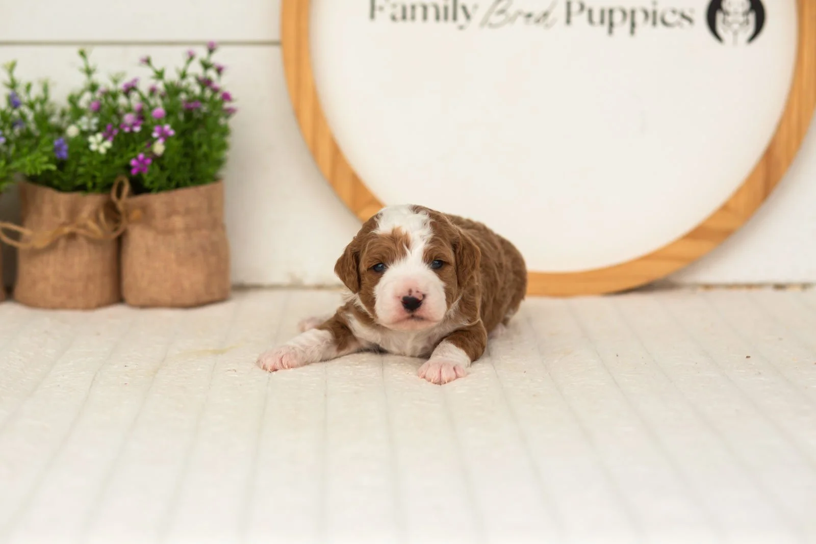 Rocket goldendoodle for sale(2).jpg
