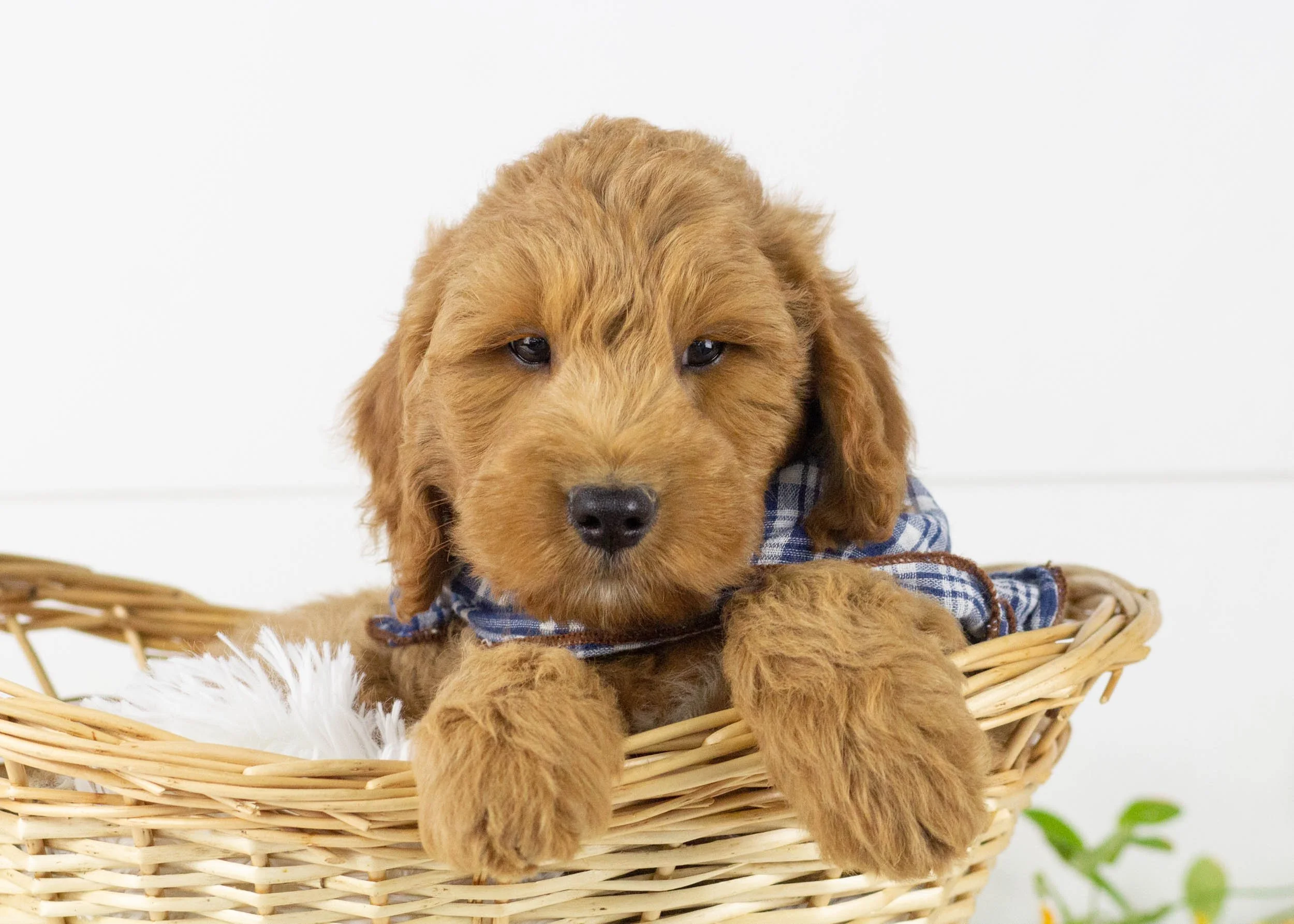 Kona goldendoodle for sale.jpg