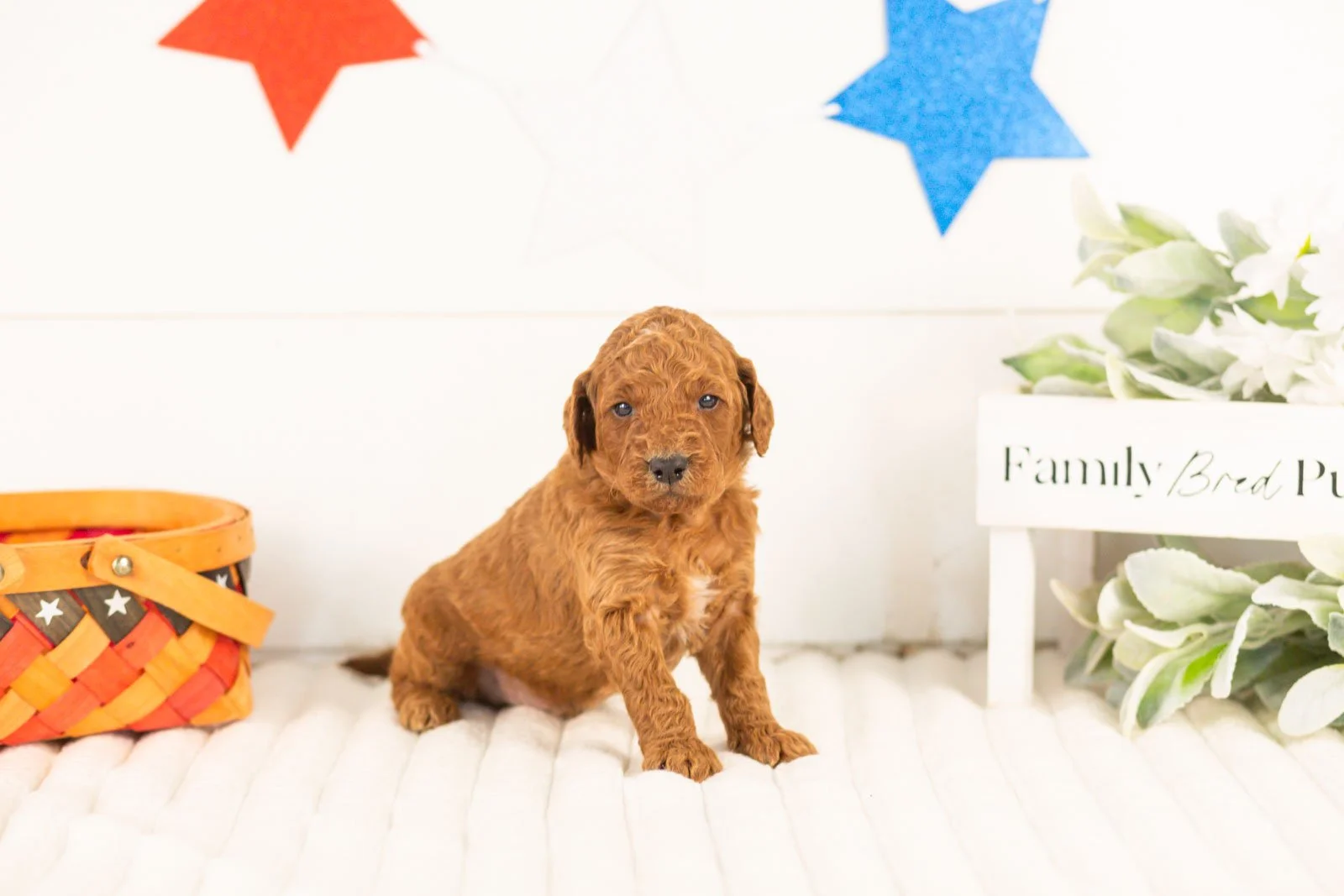 Zion goldendoodle for sale(1).jpg