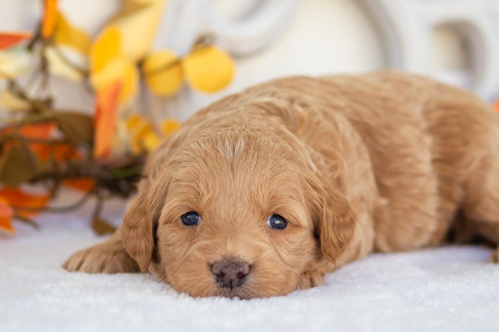 sweet potato goldendoodle for sale(1).jpg