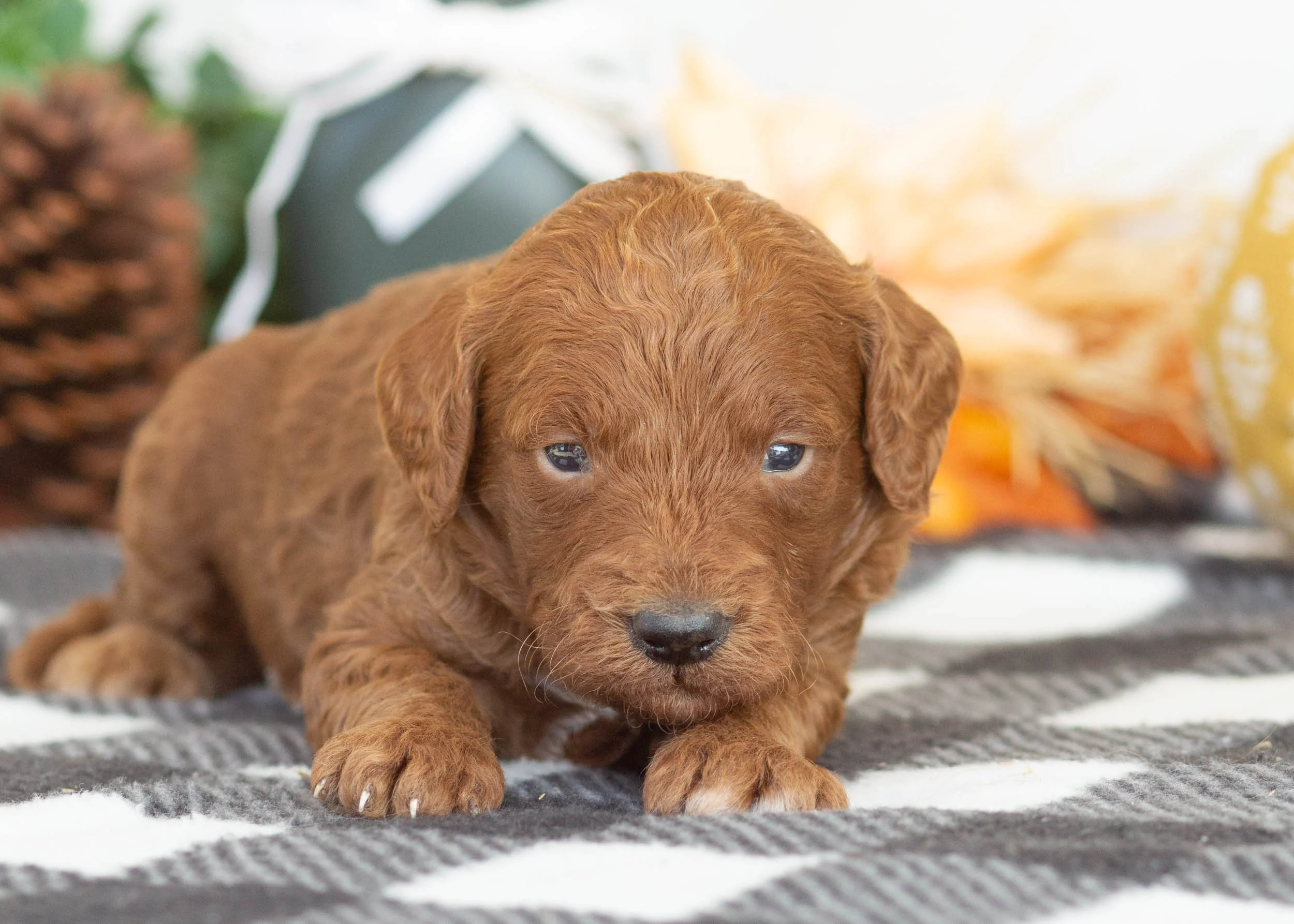 goldendoodle for sale Red Delicious(2).jpg