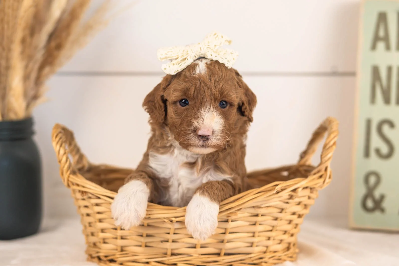 Dodgers goldendoodle for sale.jpg