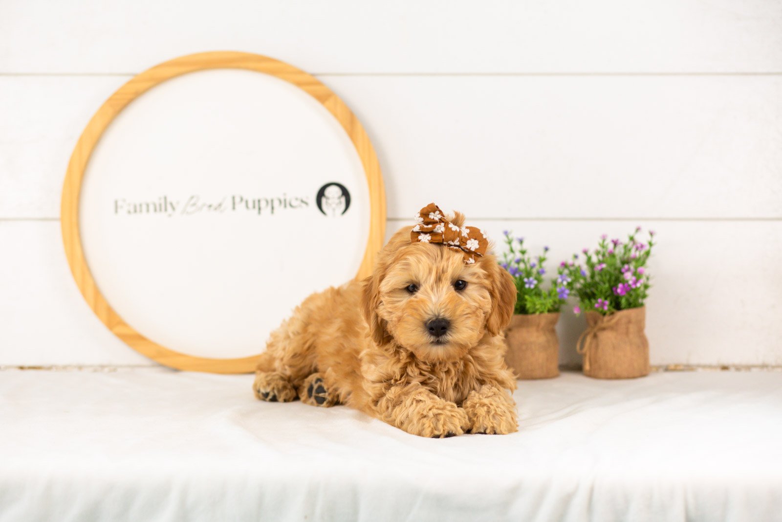 Edith goldendoodle for sale(2).jpg