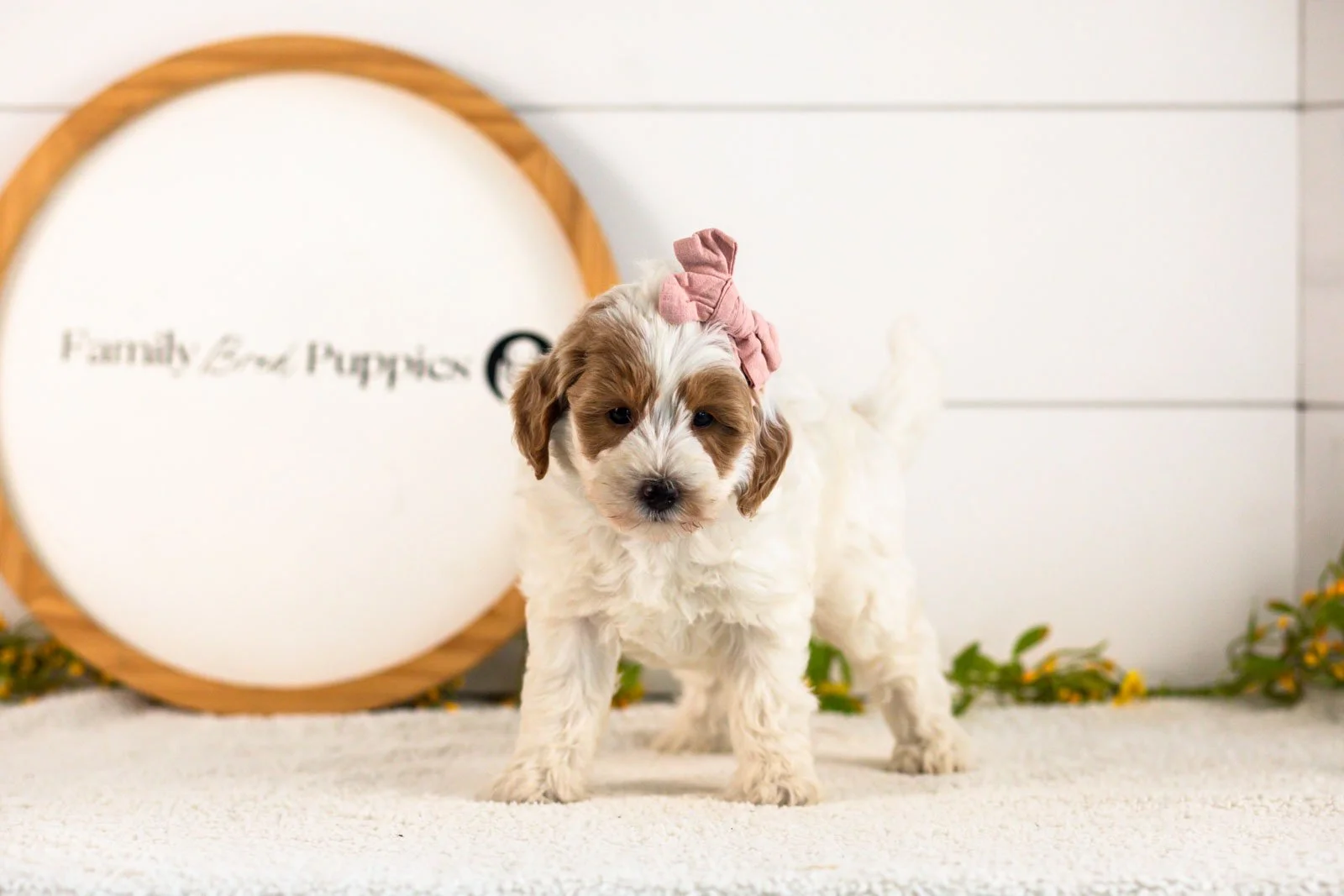 Leslie Goldendoodle for sale(2).jpg