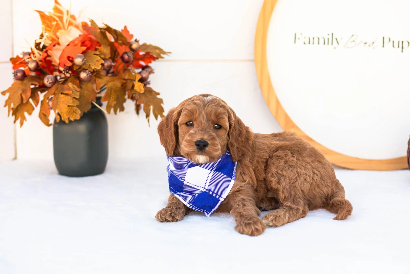 Edward goldendoodle for sale 5.jpg