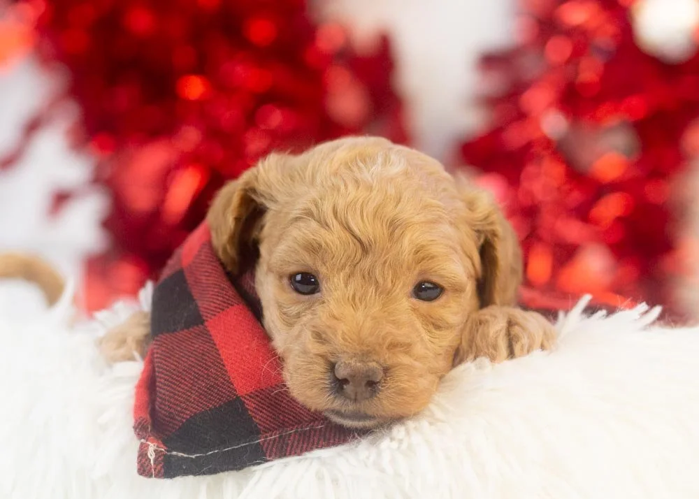 goldendoodle for sale