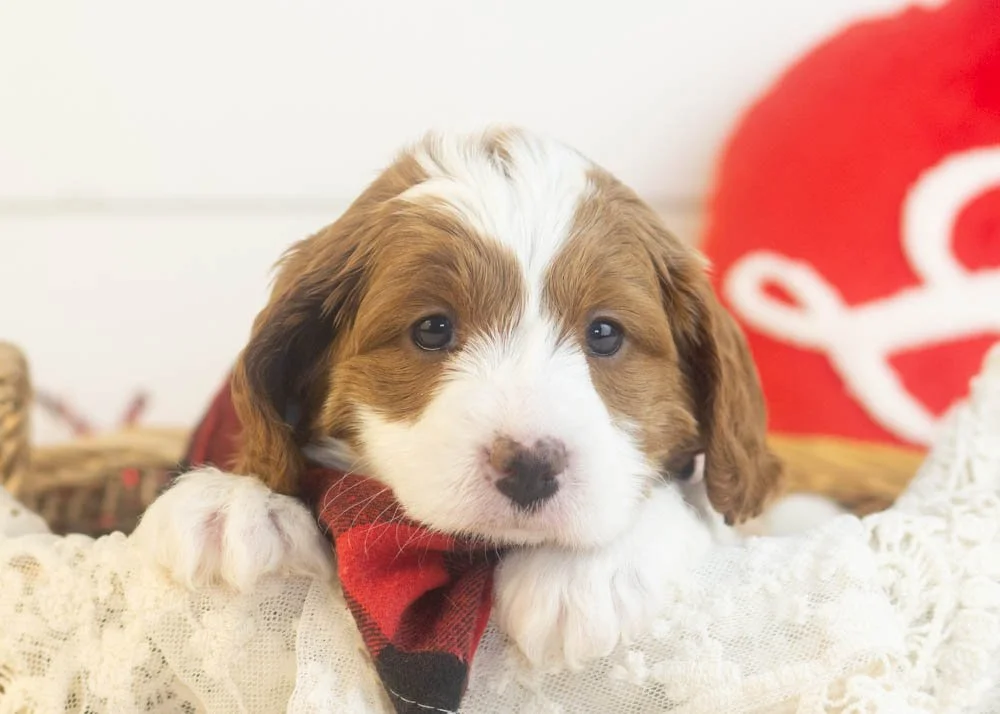 Woody goldendoodle for sale(1).jpg