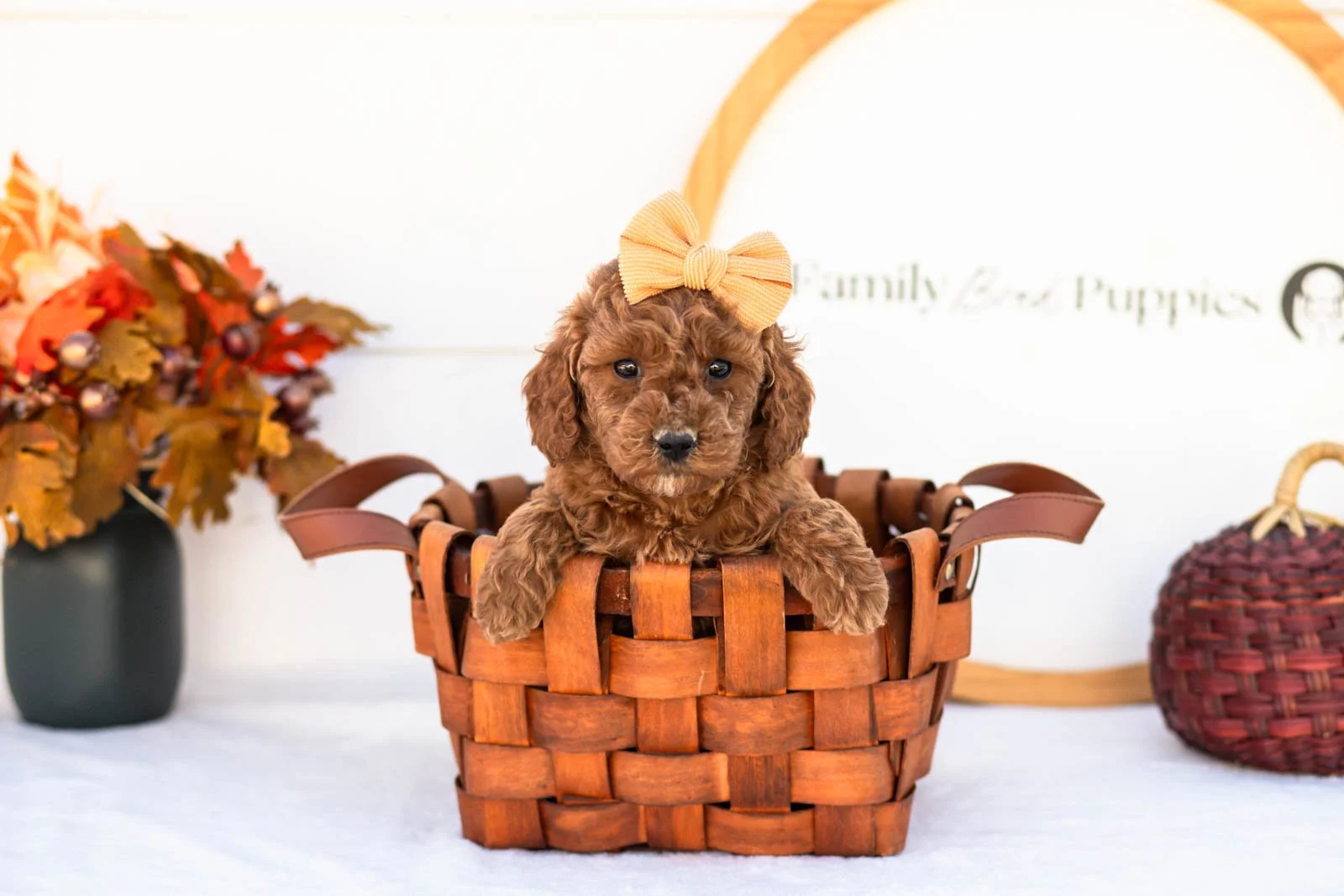 Ellie goldendoodle for sale 1.jpg