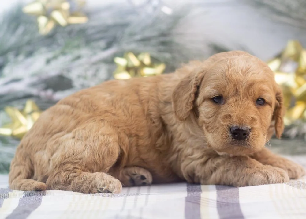 Peter goldendoodle for sale.jpg