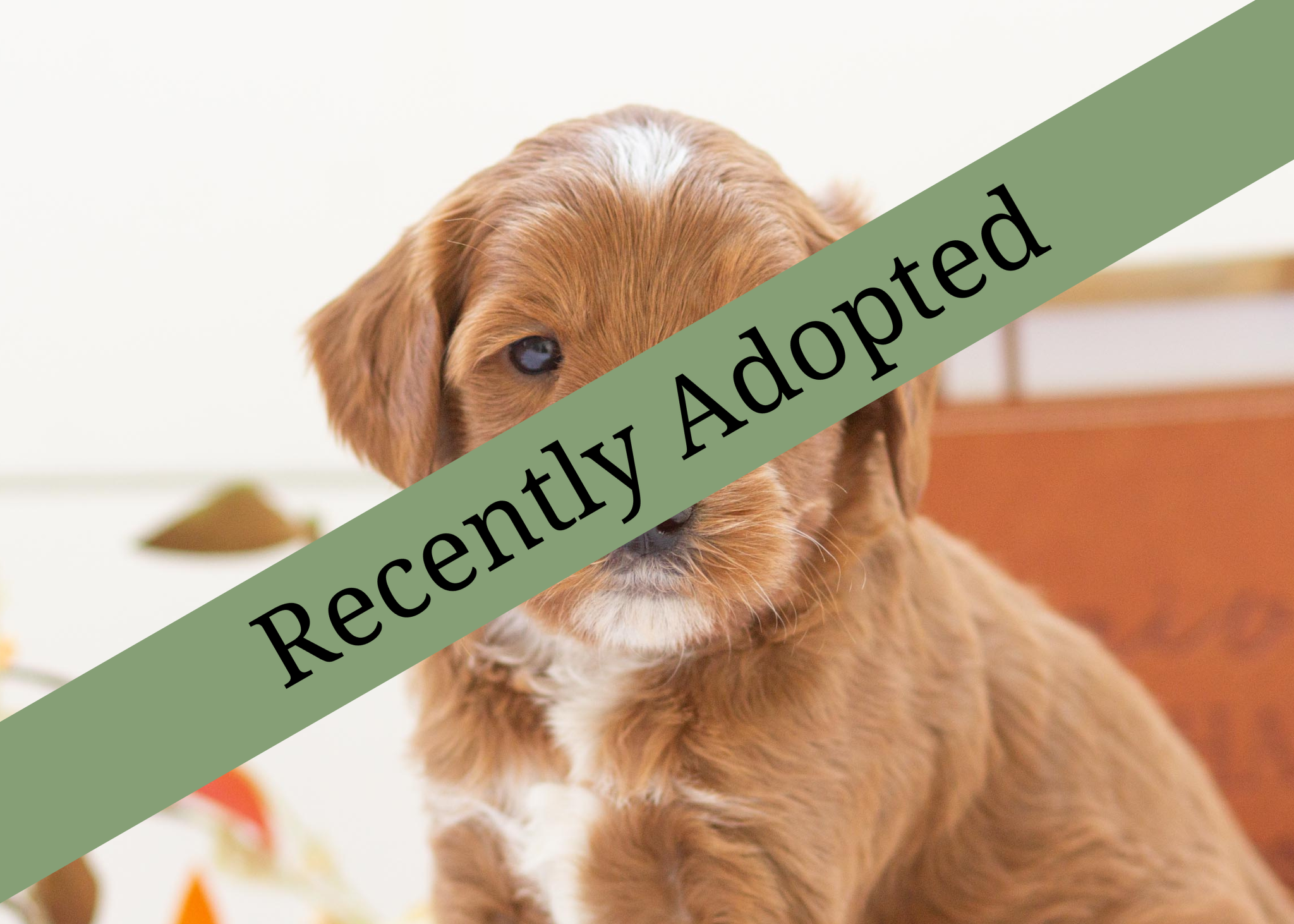 goldendoodle for sale