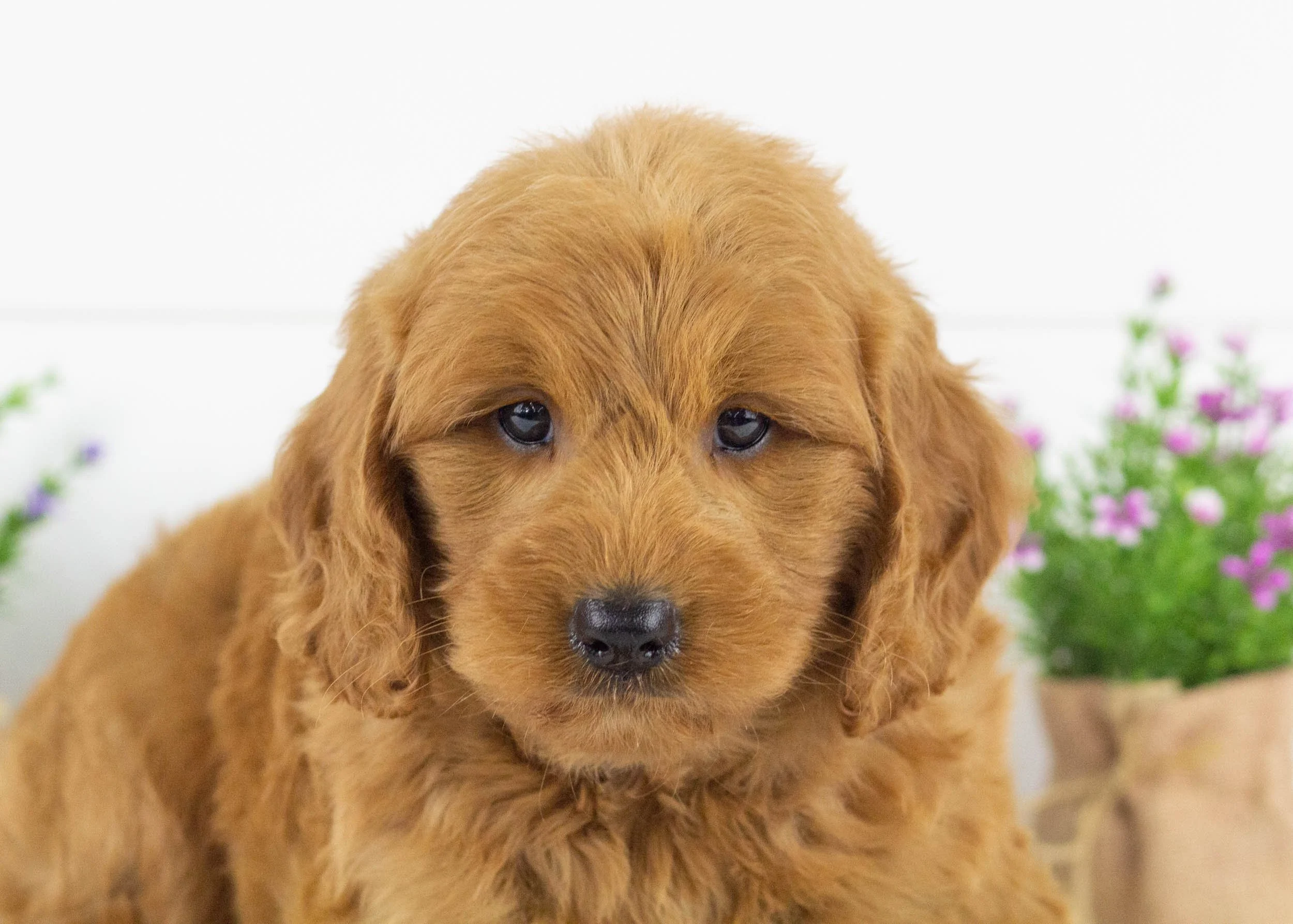 Grizzly goldendoodle for sale8.jpg