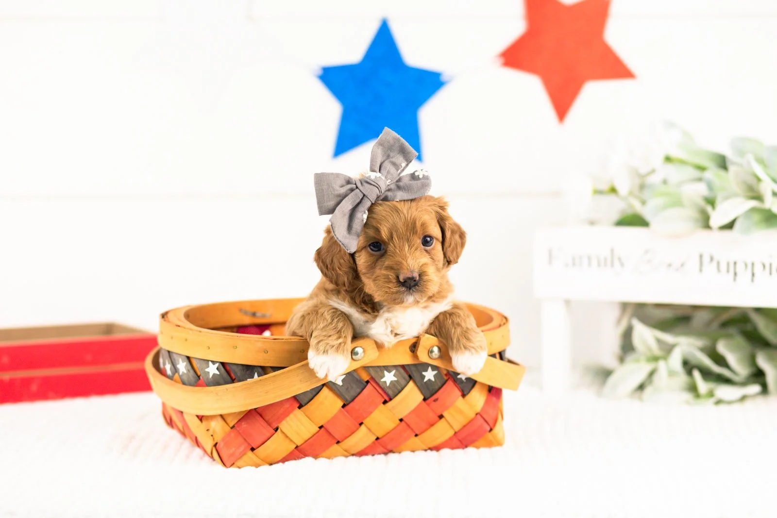 shari goldendoodle for sale(3).jpg