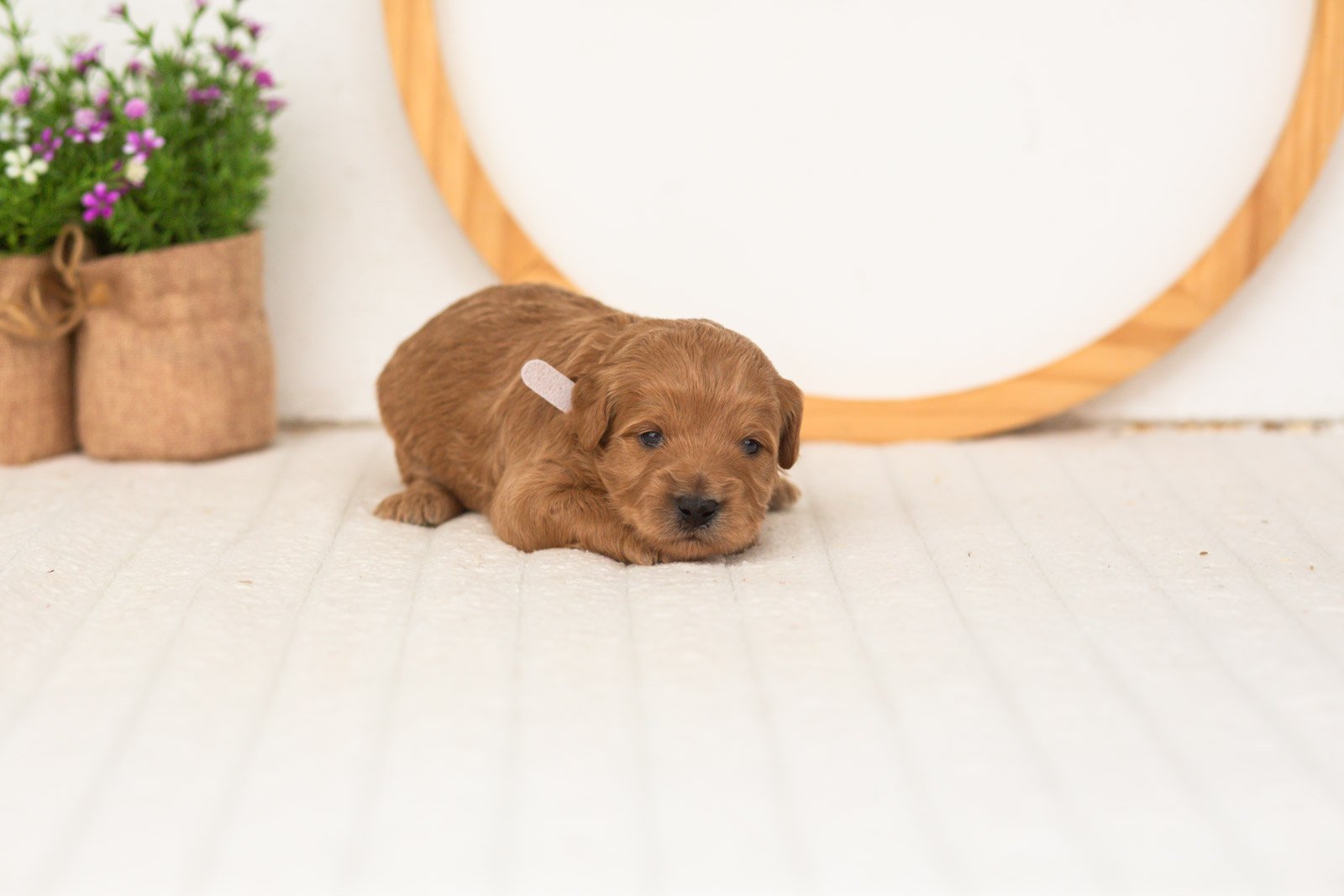 Ember goldendoodle for sale(1).jpg