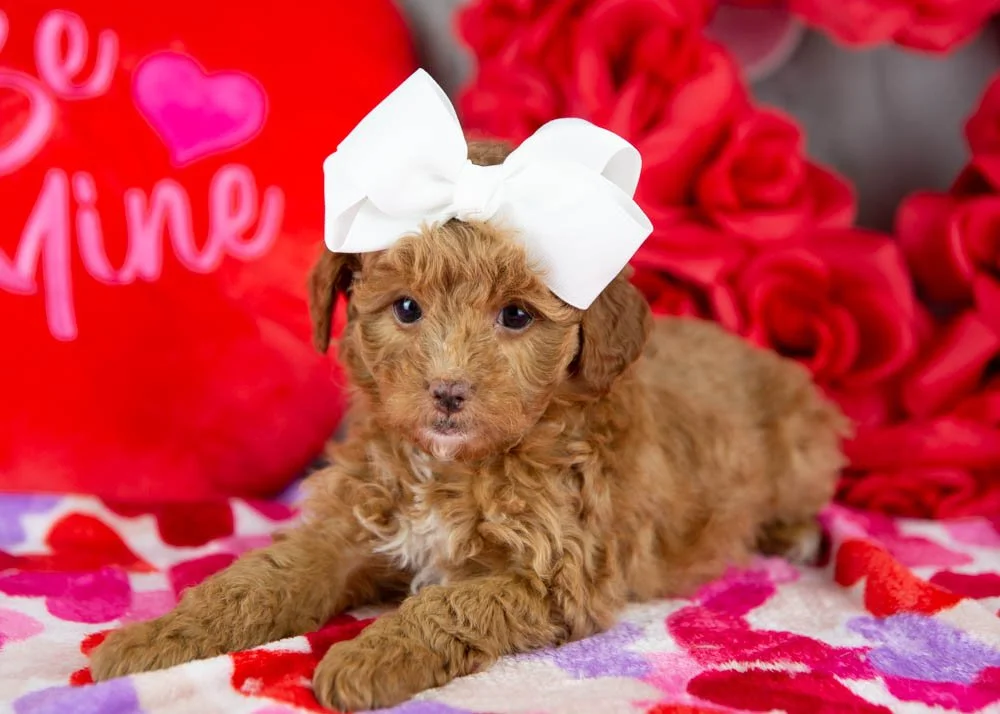 Peach goldendoodle for sale(3).jpg
