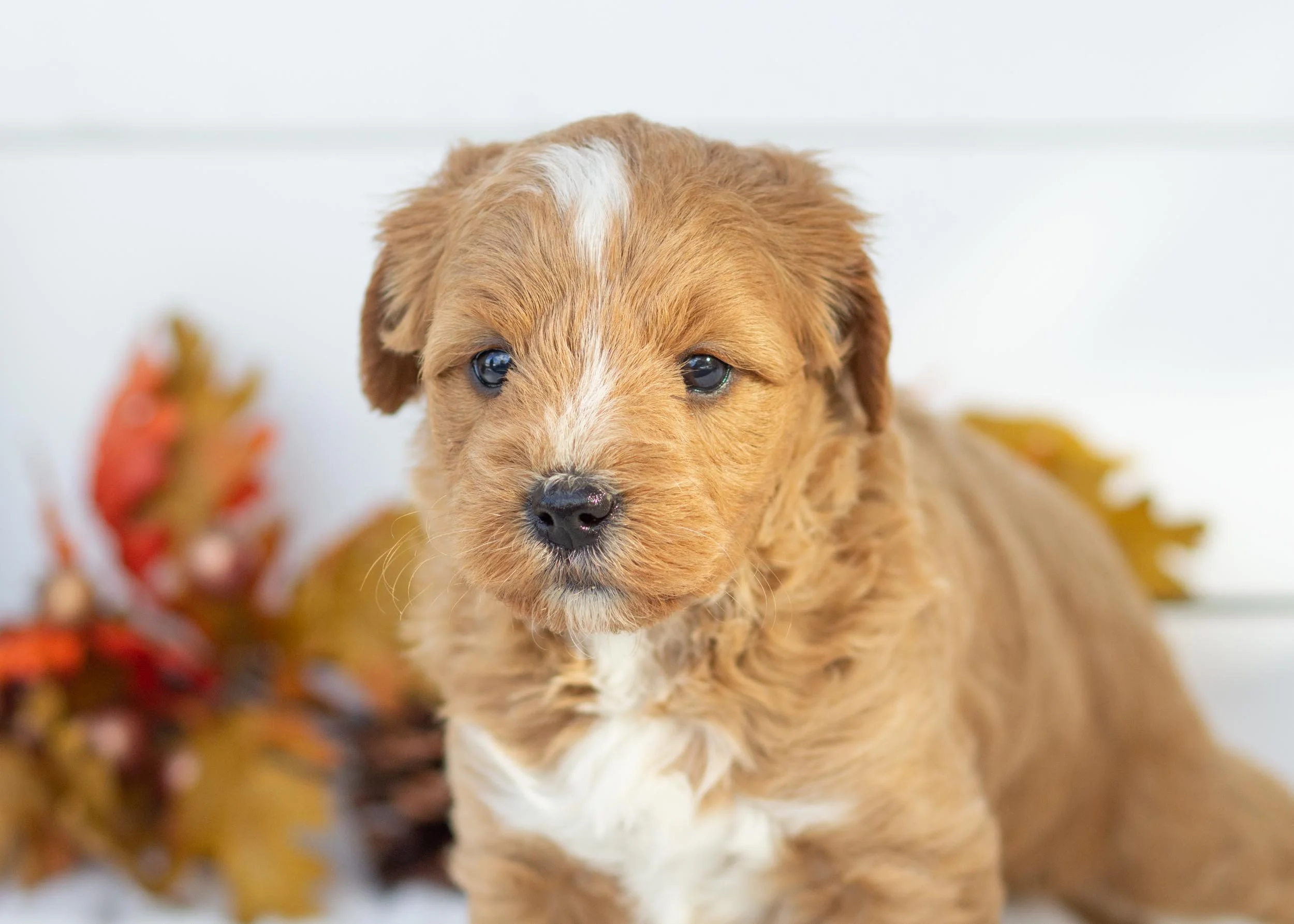 Strawberry goldendoodle for sale.jpg