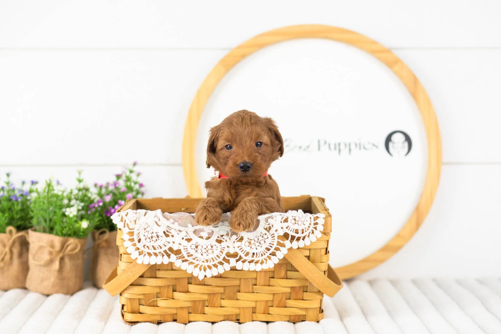 Lance goldendoodle for sale(4).jpg