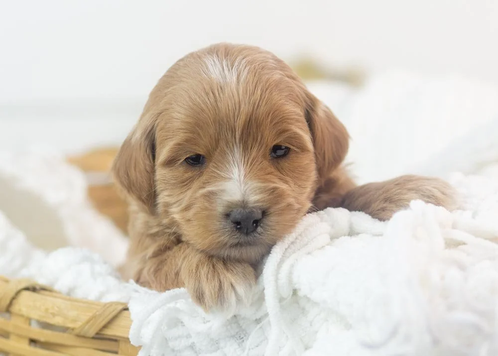 Sydney goldendoodle for sale.jpg