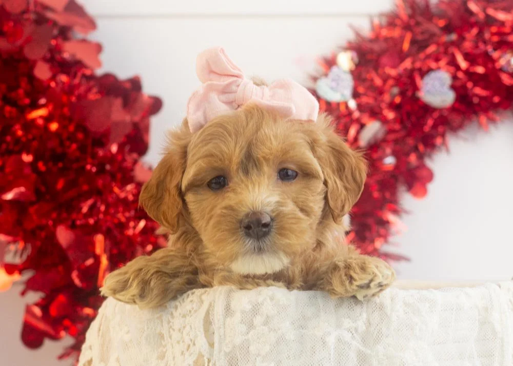 goldendoodle for sale