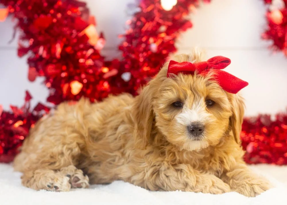 Jingle goldendoodle for sale(2).jpg