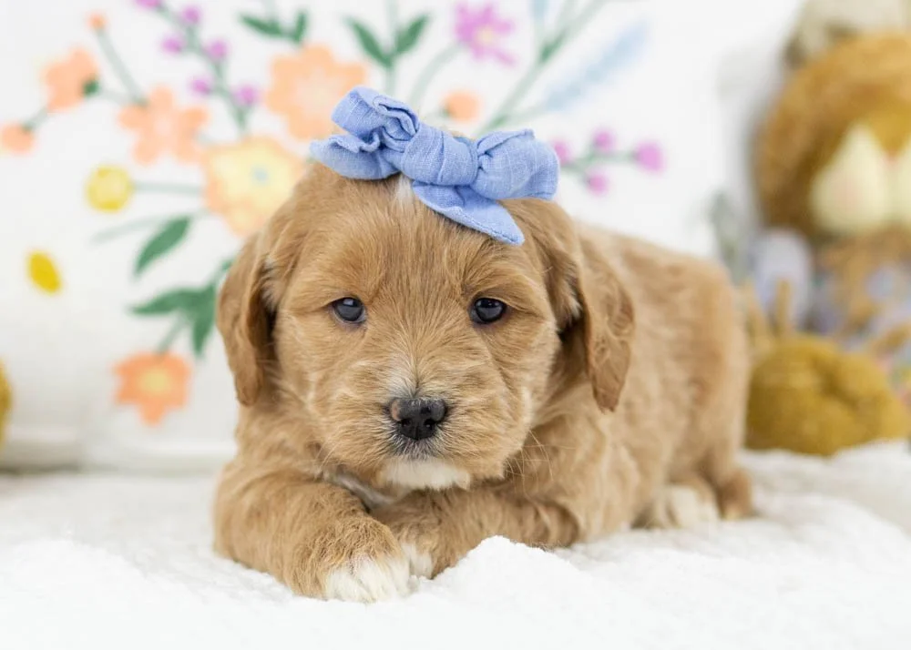 Monica goldendoodle for sale(2).jpg