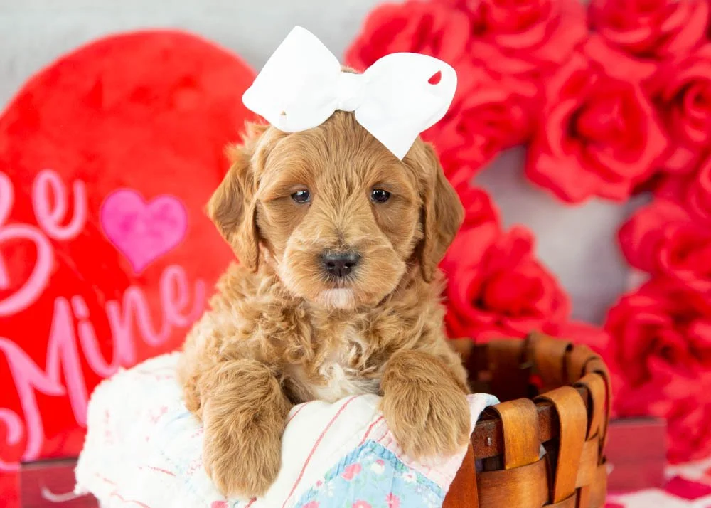 goldendoodle for sale