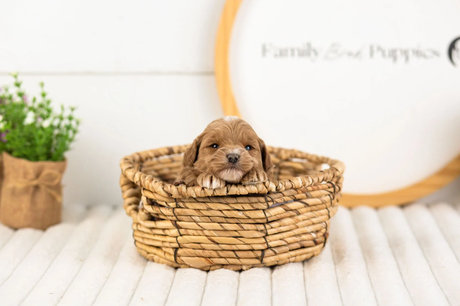 cobalt goldendoodle for sale(4).jpg