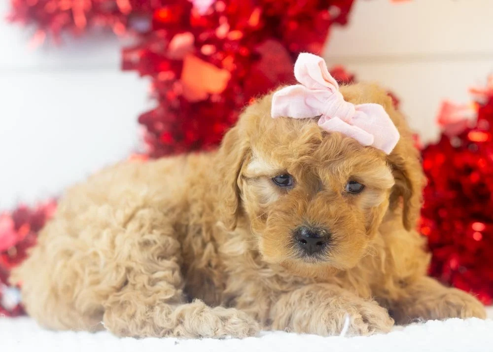 Whitney goldendoodle for sale(2).jpg