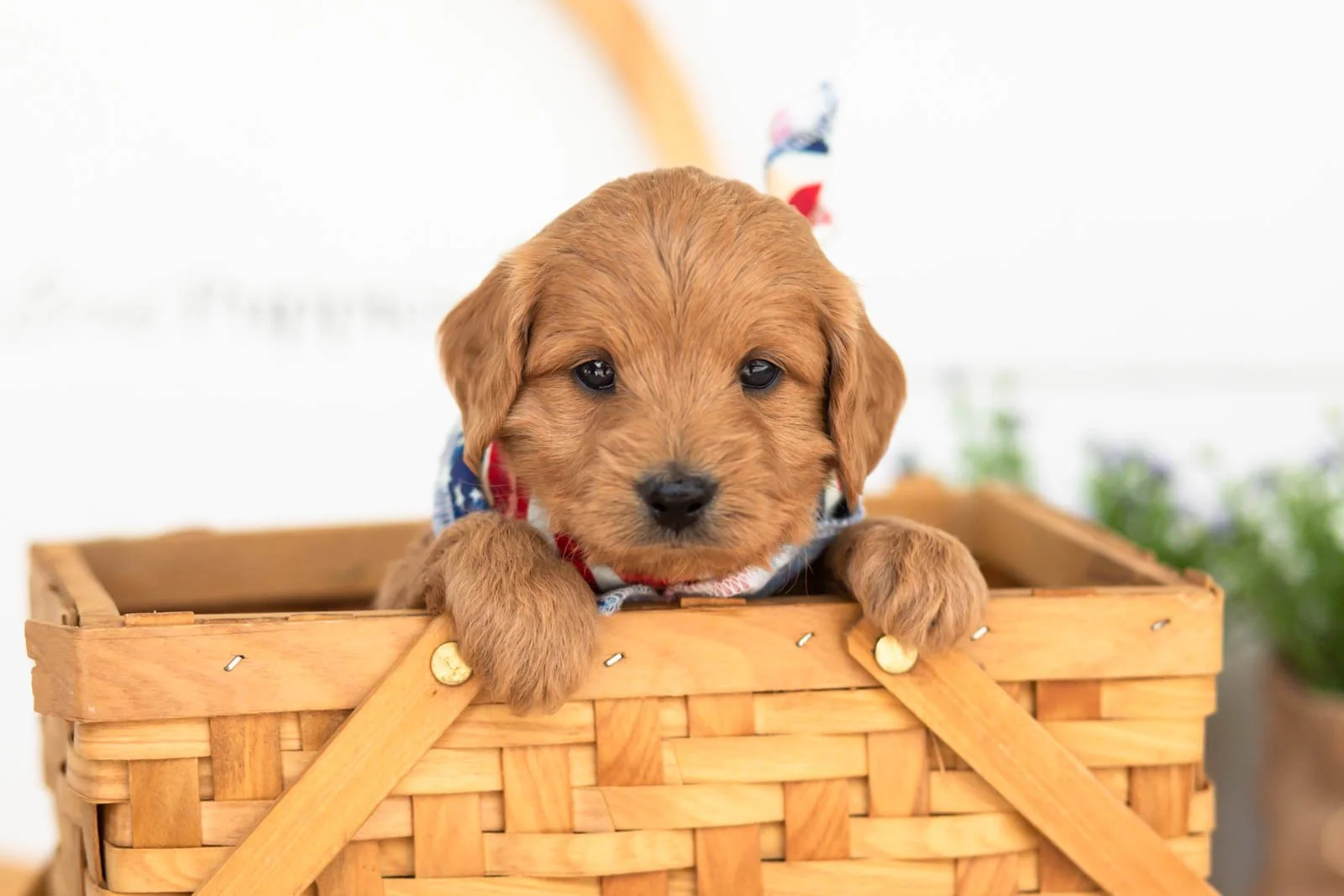 Ember goldendoodle for sale(3).jpg