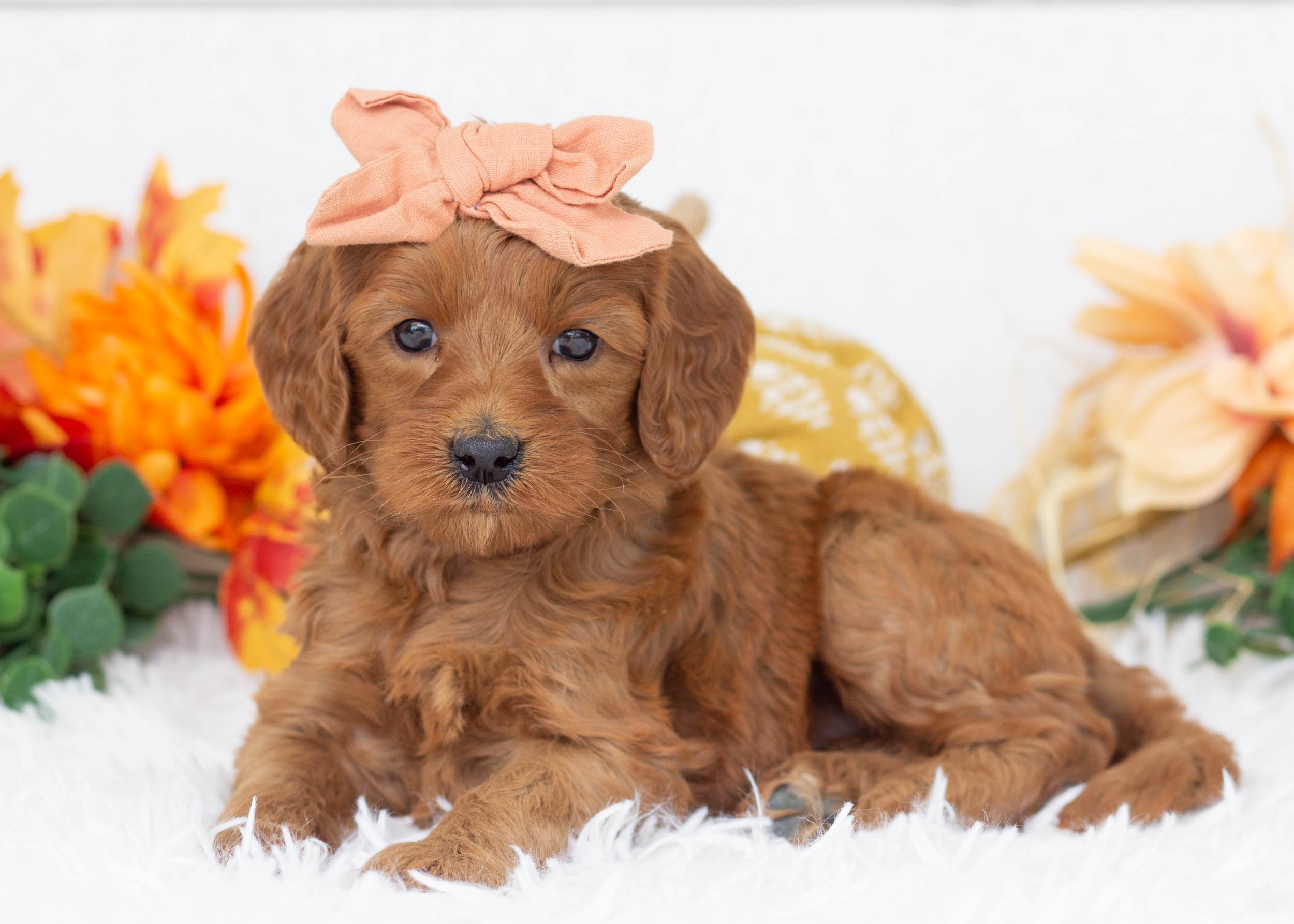 Golden Retriever Teacup Goldendoodle Cost Golden Retriever F1b