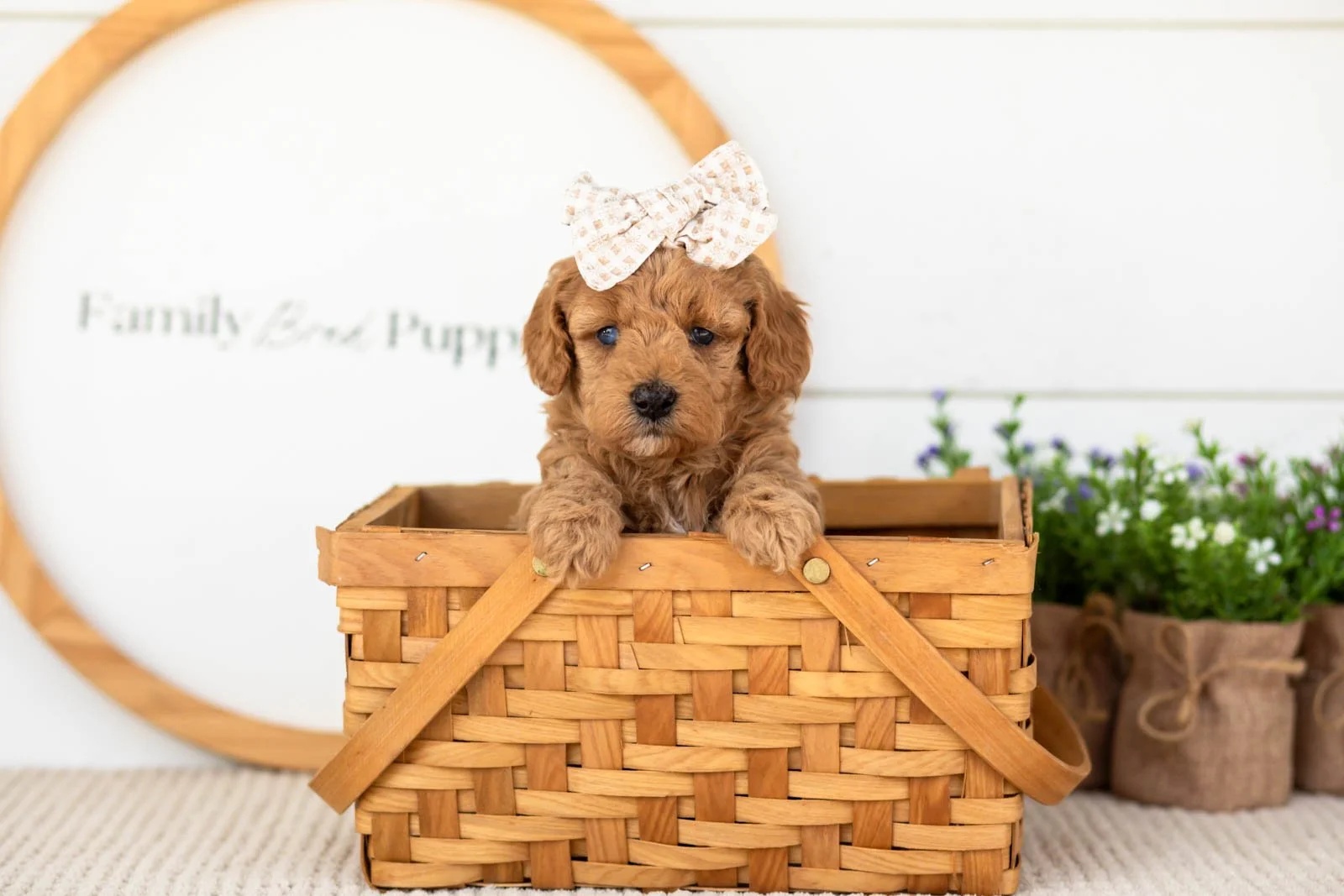 Liberty goldendoodle for sale(4).jpg