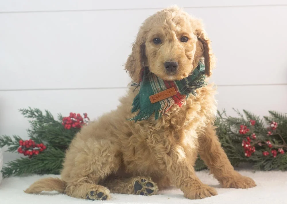 Buck goldendoodle for sale(3).jpg