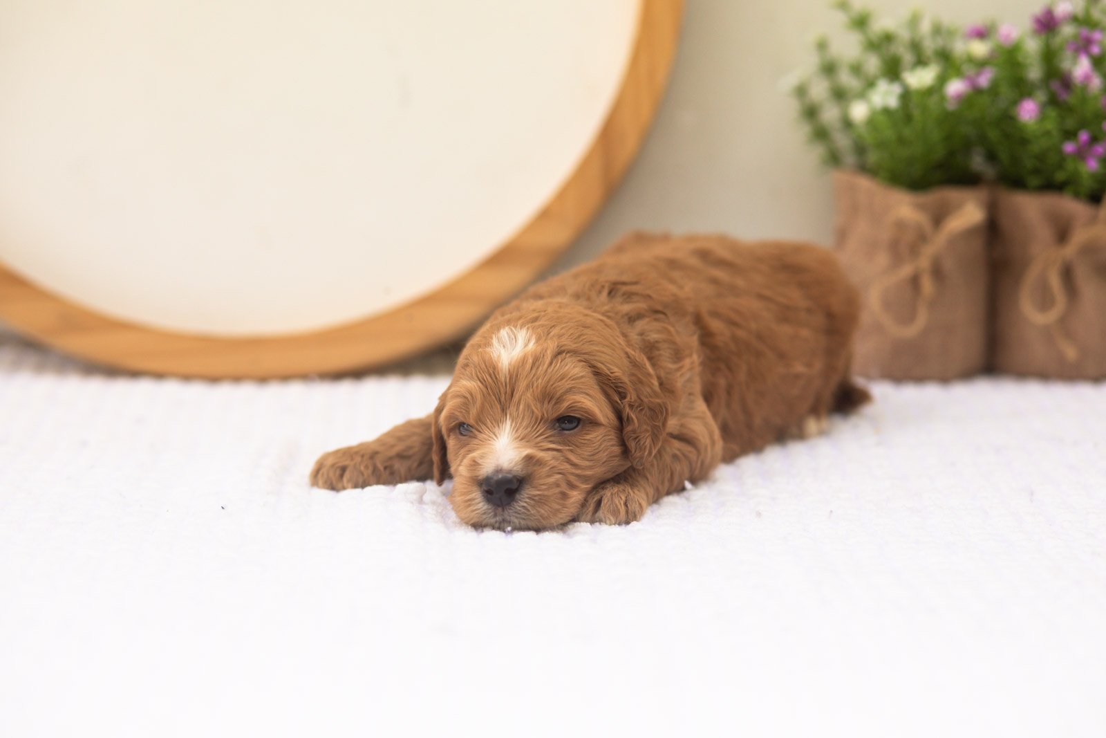 Holly goldendoodle for sale(1).jpg