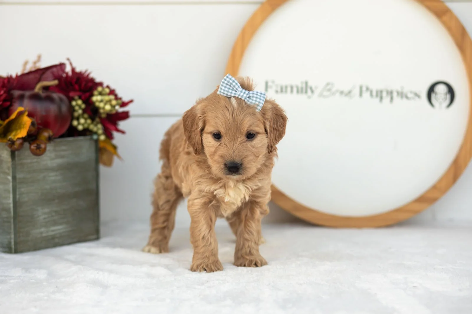 Marigold goldendoodle for sale.jpg
