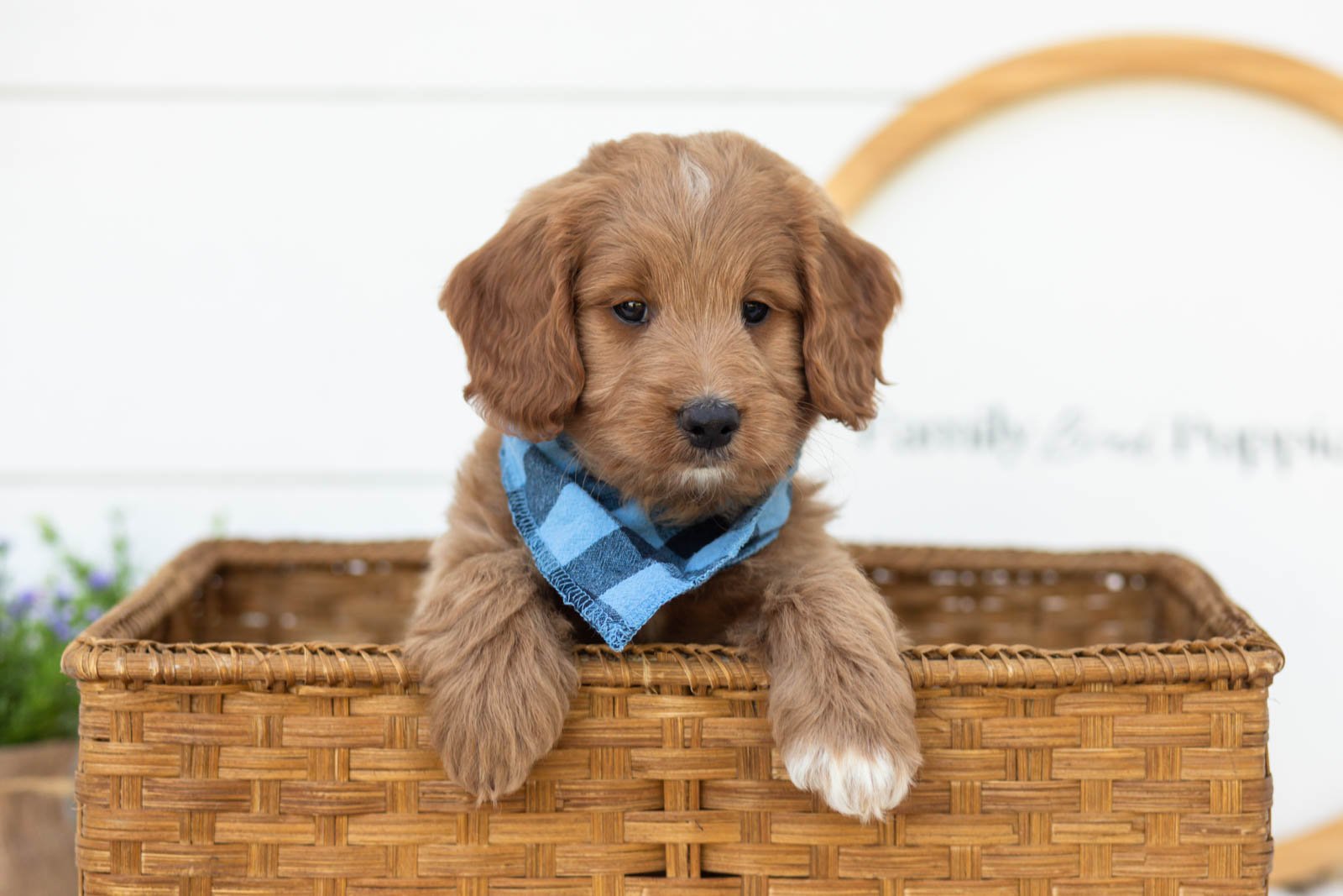 Munster goldendoodle for sale(3).jpg