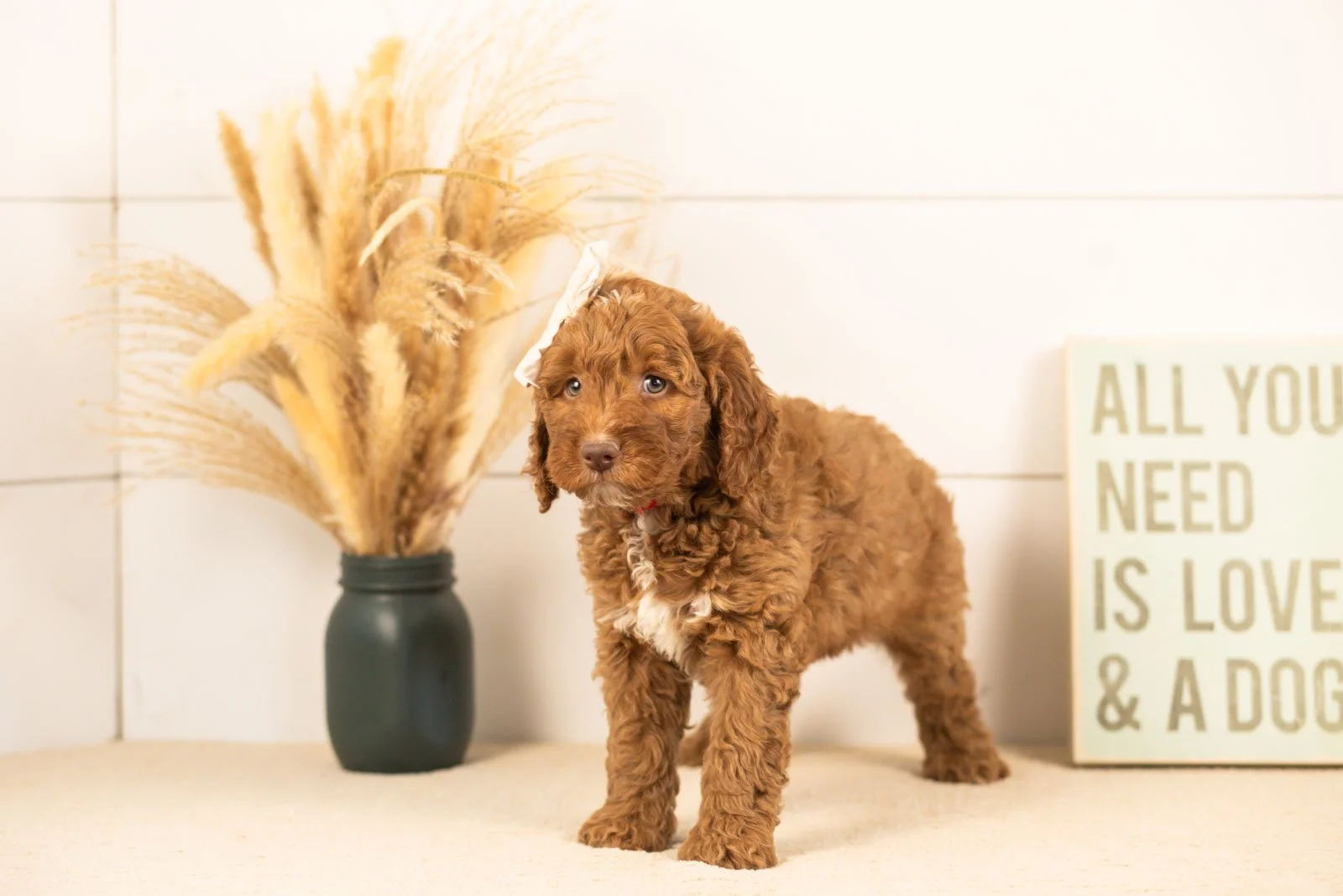 Layla goldendoodle for sale(2).jpg