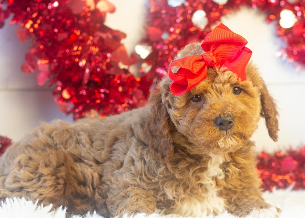 Glinda goldendoodle for sale.jpg