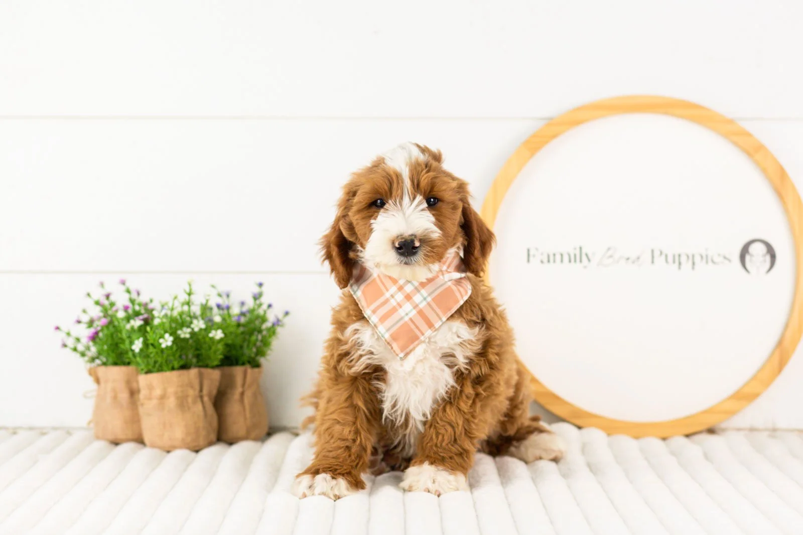 Horatio goldendoodle for sale(1).jpg