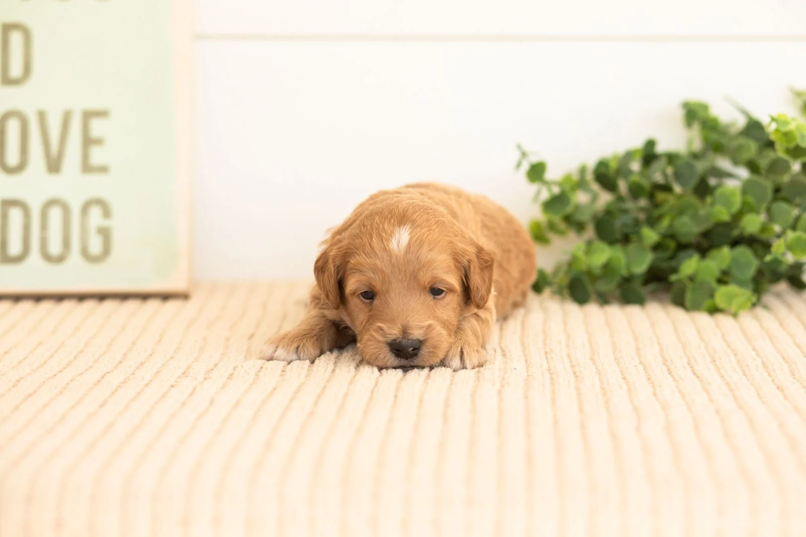 Flint goldendoodle for sale.jpg