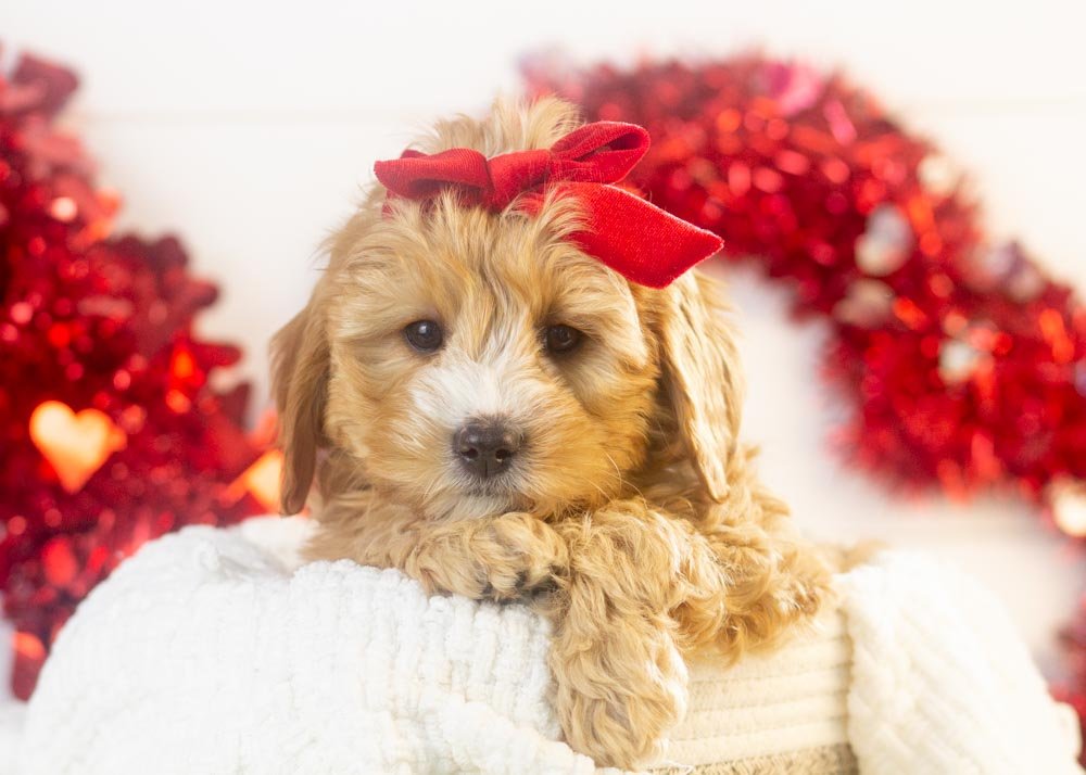 Jingle goldendoodle for sale.jpg