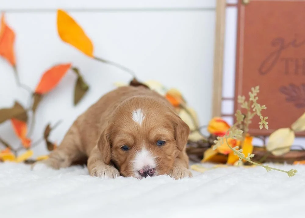 Jingle Goldendoodle for sale(3).jpg