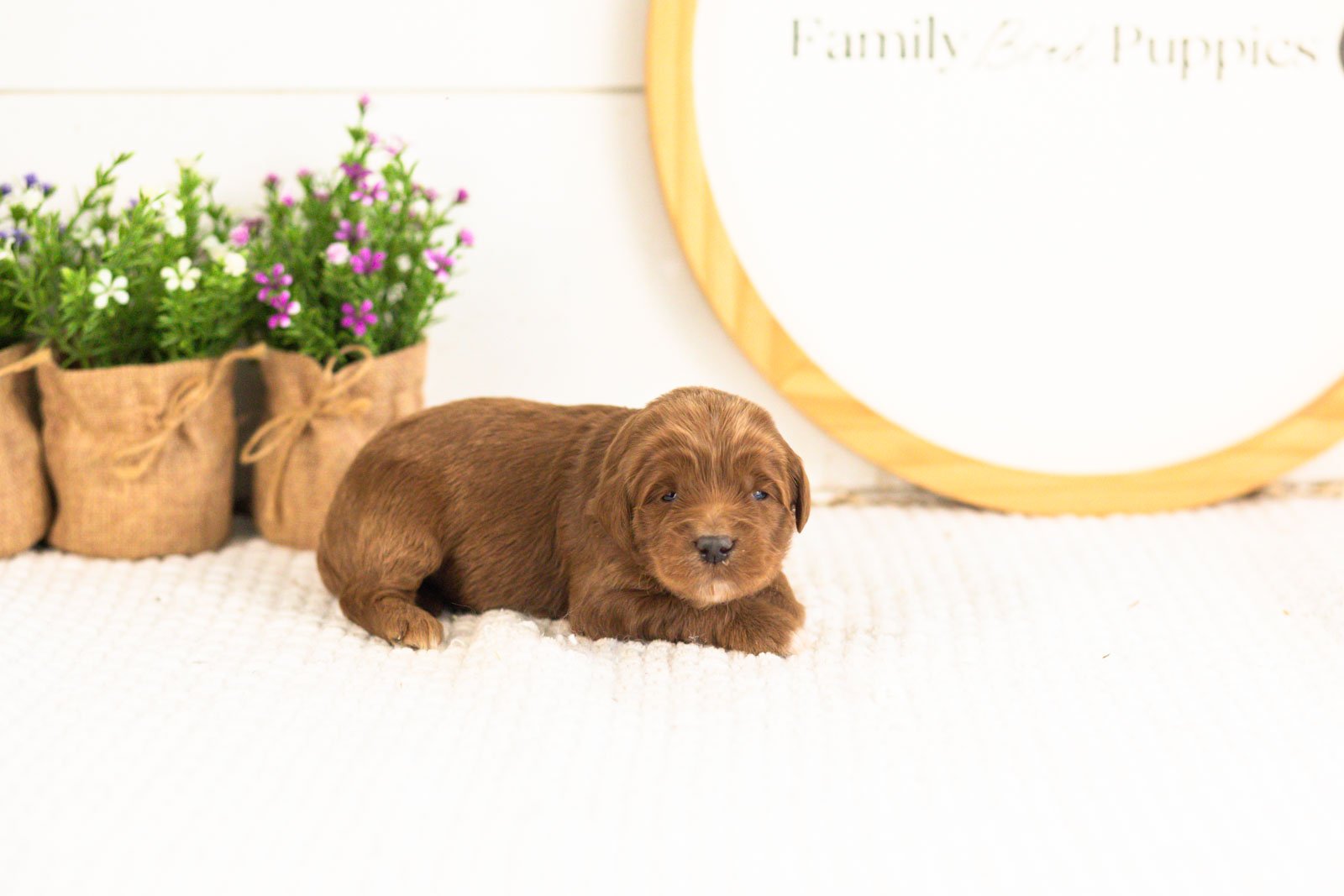 Nalu goldendoodle for sale.jpg
