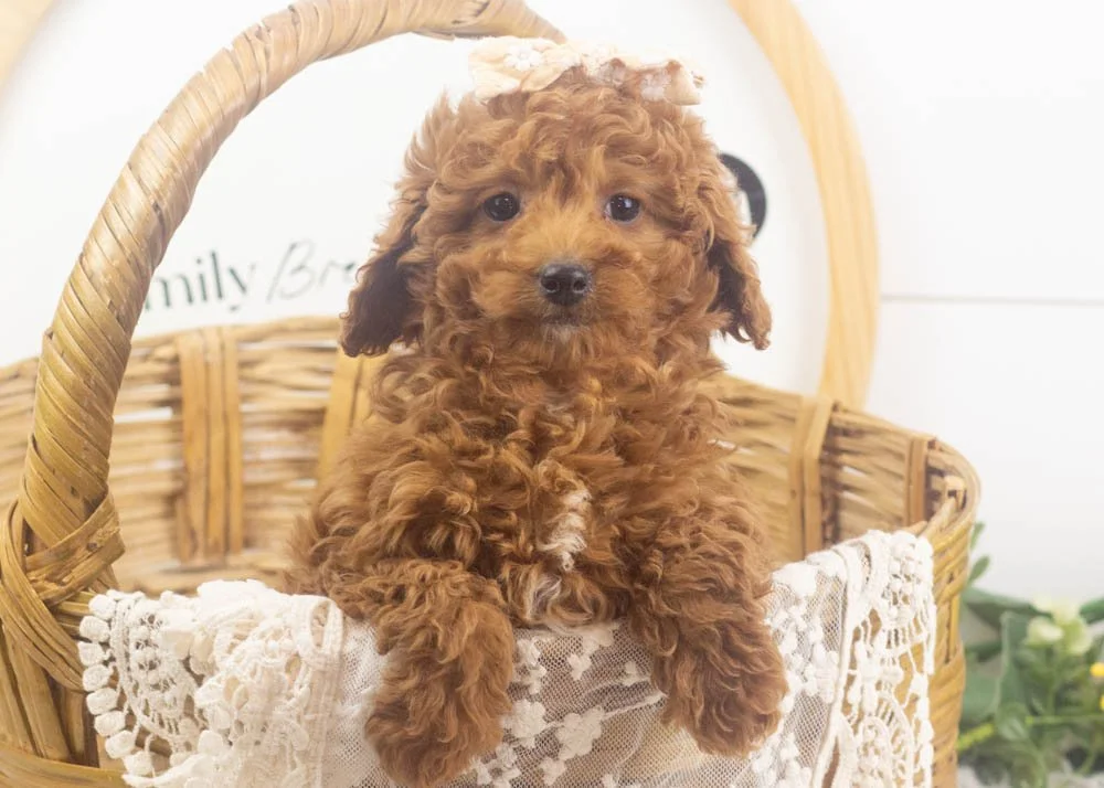 jamie goldendoodle for sale(1).jpg