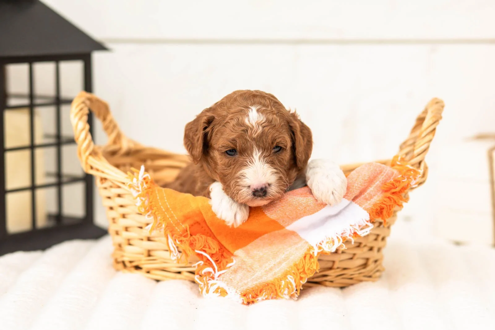 Sophia goldendoodle for sale 1.jpg