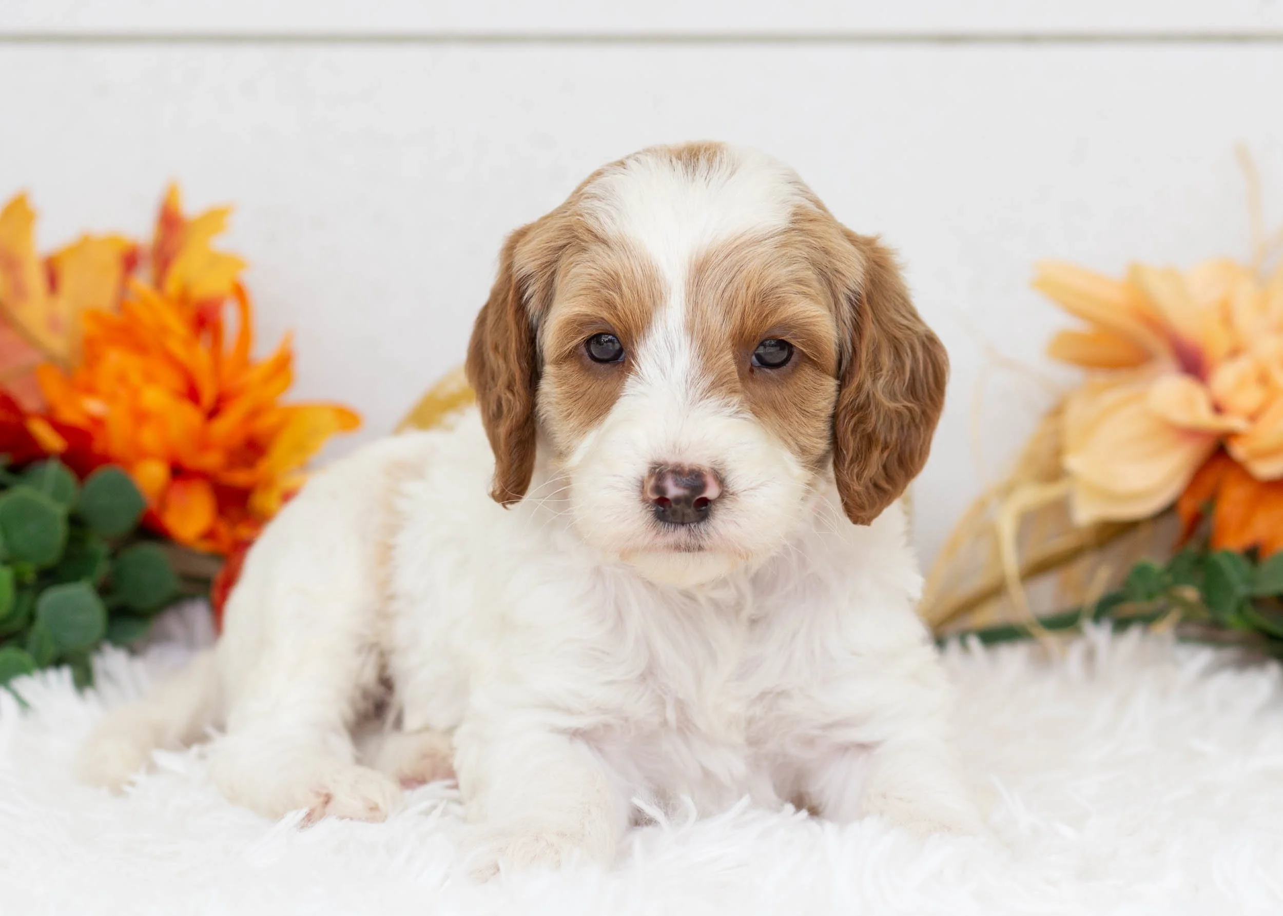 Fairway goldendoodle for sale(3).jpg