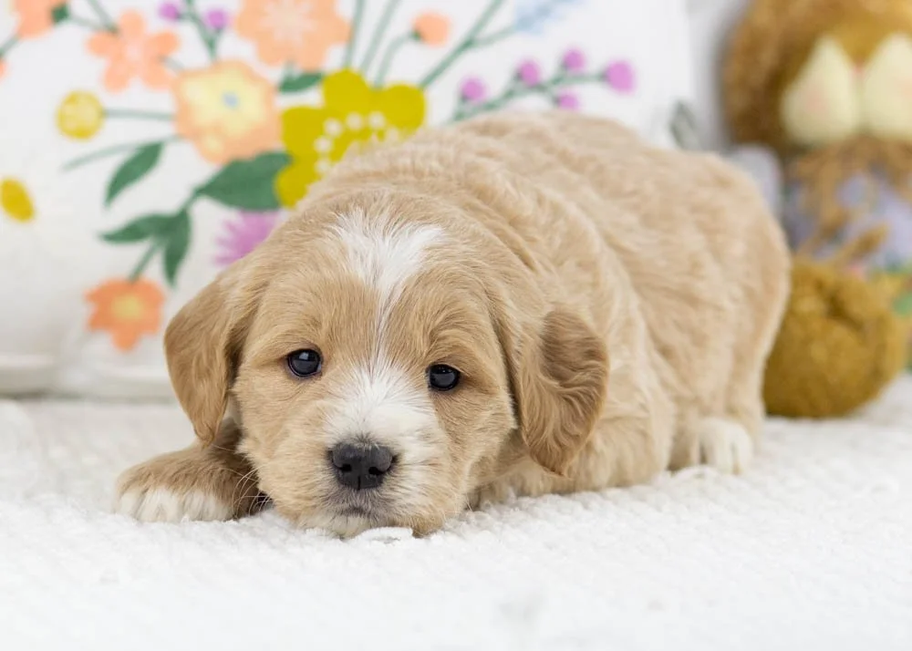 Ross goldendoodle for sale.jpg