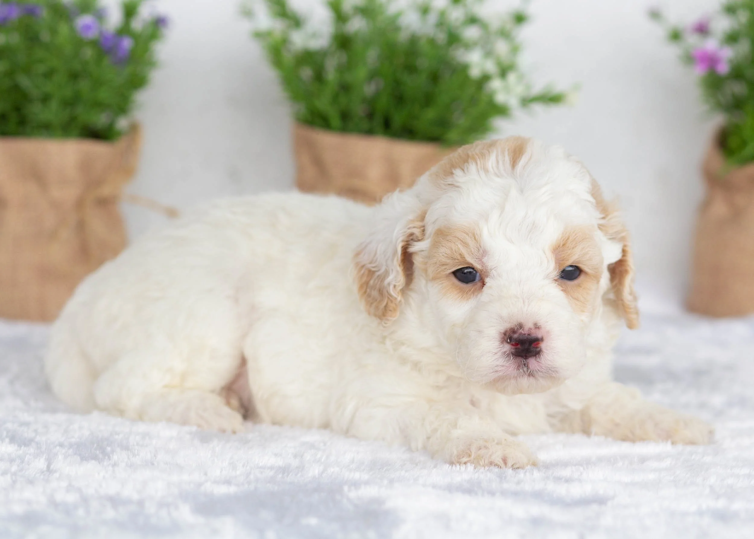 Huxley Goldendoodle For Sale(1).jpg